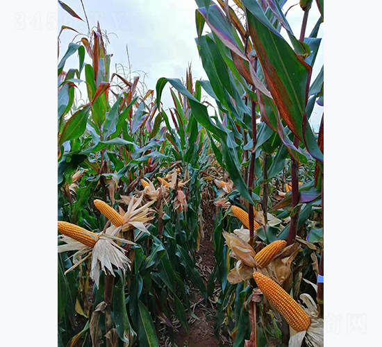 宣禾6號-玉米種子-宣豐種業(yè)