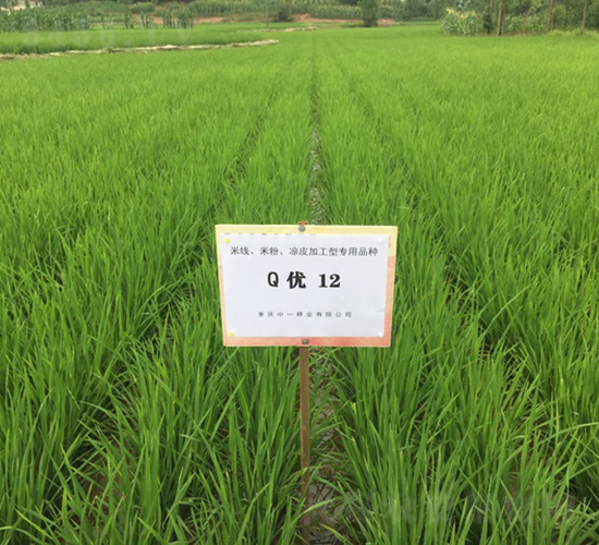 Q優(yōu)12-米粉加工稻-中一種業(yè)