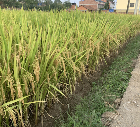 神農優(yōu)446-雙一級優(yōu)質稻-中一種業(yè)