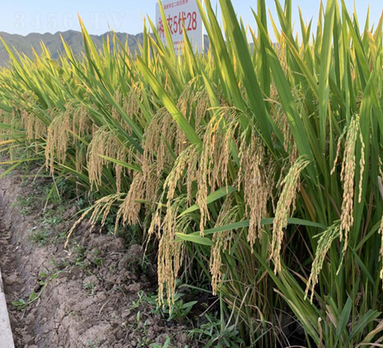 神農(nóng)優(yōu)422-直播優(yōu)選稻-中一種業(yè)