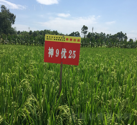 神9優(yōu)25-早熟優(yōu)質稻-中一種業(yè)