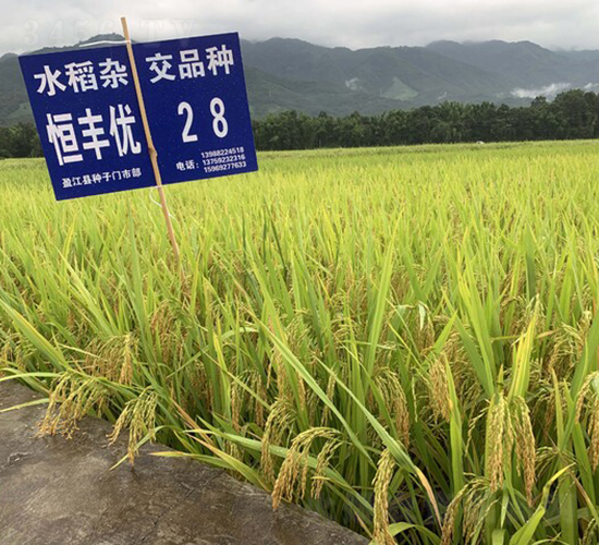 恒豐優(yōu)28-二級清香稻-中一種業(yè)