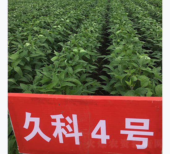 久科4號-大豆種子-長城種業(yè)