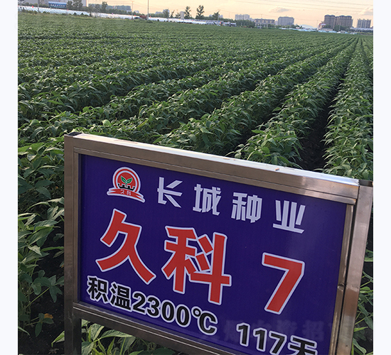 久科7號(hào)-大豆種子-長城種業(yè)