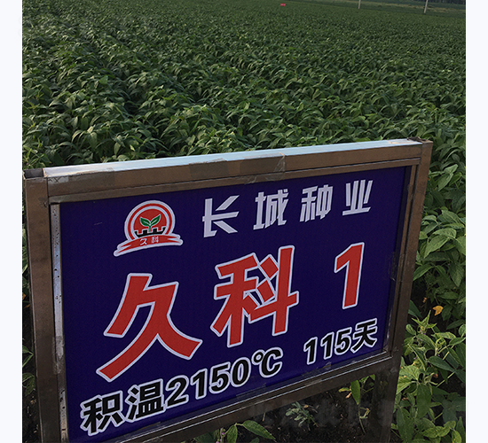久科1號-大豆種子-長城種業(yè)