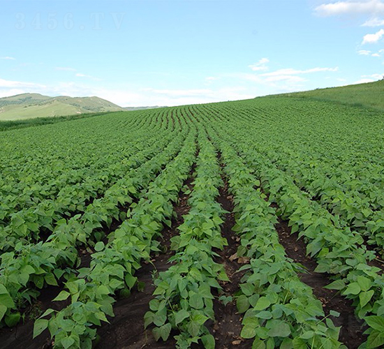 �ඹ4̖(h��o)-�󶹷N��-��طN�I(y��)