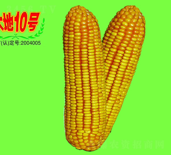 大地10號-玉米種子-大地種業(yè)