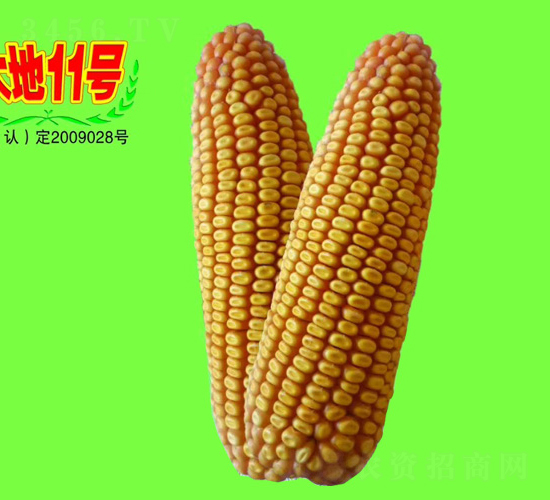 大地11號-玉米種子-大地種業(yè)