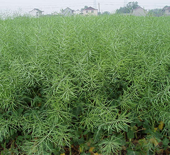 ��(r��n)�P(y��ng)��1̖(h��o)-�Ͳ˷N��-��(r��n)�P(y��ng)�N�I(y��)