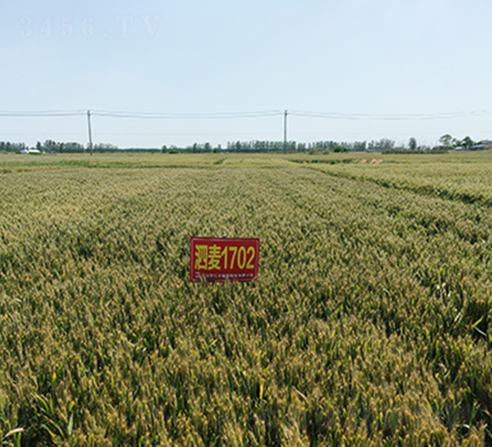 ����1702-С���N��-���P�N�I(y��)