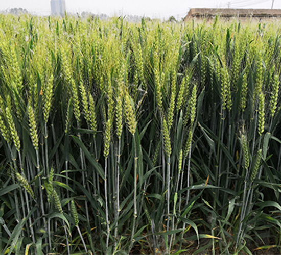 泗麥1718-小麥種子-潤揚種業(yè)