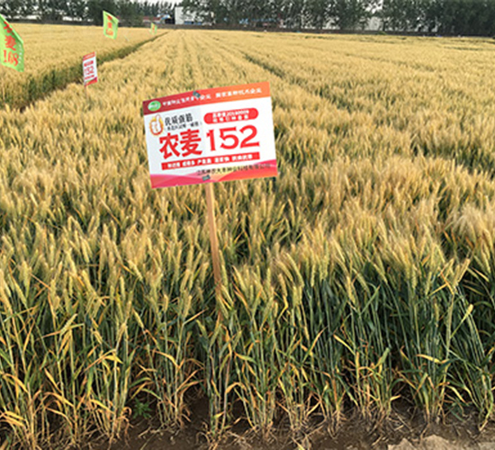 農(nóng)麥152-小麥種子-潤揚(yáng)種業(yè)