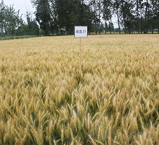 ݆�x27-С���N��-���P�N�I(y��)