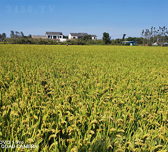 長農(nóng)粳1號-水稻種子-潤揚(yáng)種業(yè)