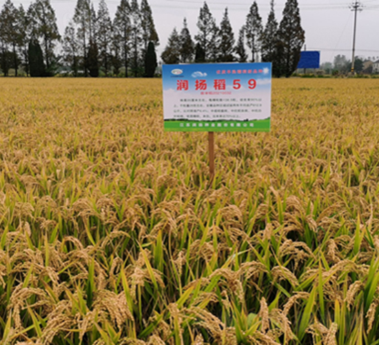 潤揚稻59-水稻種子-潤揚種業(yè)