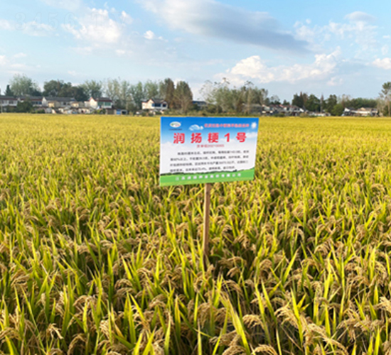 ���P(y��ng)��1̖(h��o)-ˮ���N��-���P(y��ng)�N�I(y��)