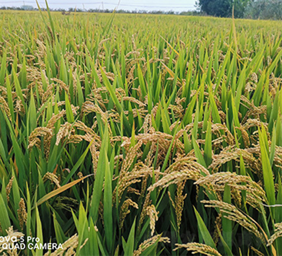 潤揚(yáng)優(yōu)香粳-水稻種子-潤揚(yáng)種業(yè)