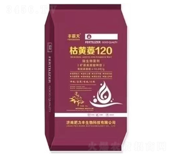 枯黃萎120-豐霸天-冠王花