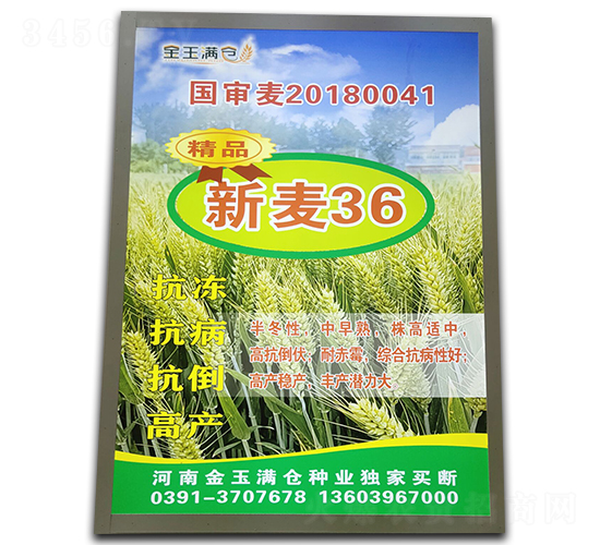 新麥36-小麥種子-金玉滿(mǎn)倉(cāng)