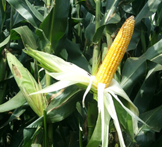 ���r(n��ng)���A356-���׷N��-�󾩾ŷN�I(y��)