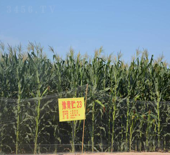 ԥ���A23-���׷N��-�󾩾ŷN�I(y��)