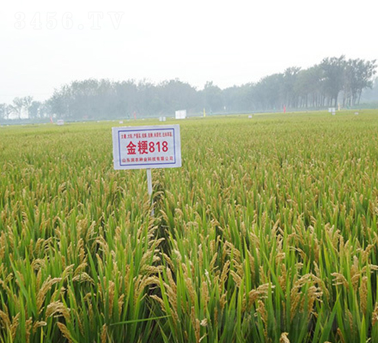 ��818-ˮ���N��-���r(n��ng)�N�I(y��)