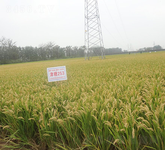津粳253-水稻種子-潤農(nóng)種業(yè)