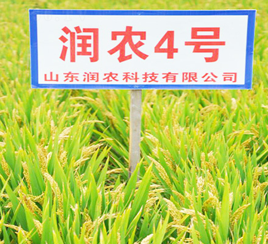潤農(nóng)4號-水稻種子-潤農(nóng)種業(yè)