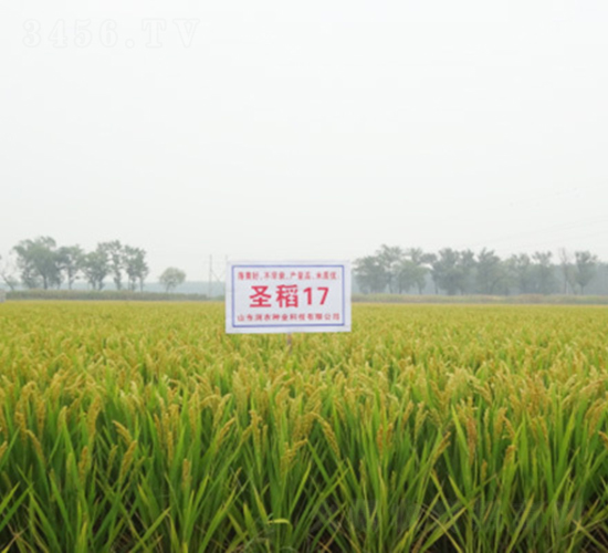 ʥ��17-ˮ���N��-���r(n��ng)�N�I(y��)