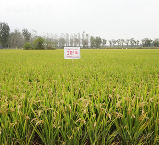 ��518-ˮ���N��-���r(n��ng)�N�I(y��)