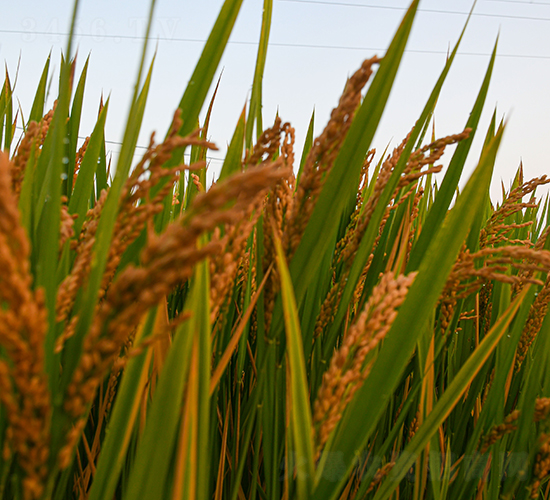 潤(rùn)農(nóng)303-水稻種子-潤(rùn)農(nóng)種業(yè)