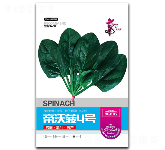 帝沃菠4號-菠菜種子-華一種業(yè)