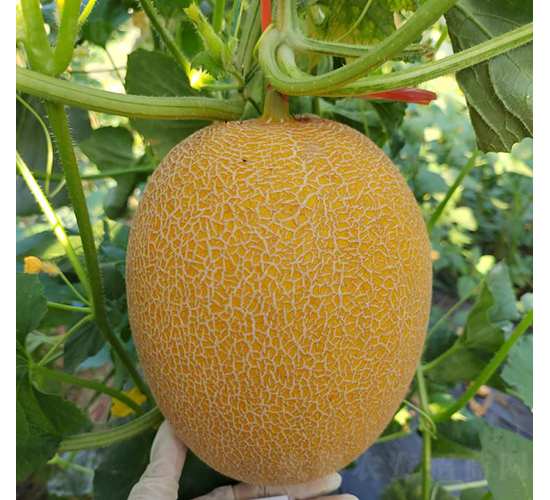 �SƤ25ͤͮ-��ϷN��-��(y��u)�Π�����