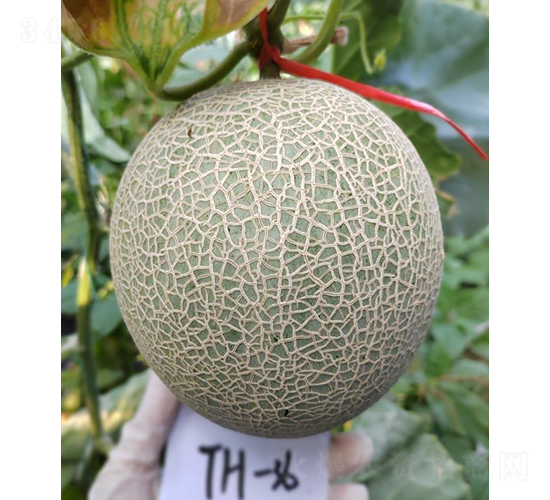 ��Ƥ��������-��ϷN��-��(y��u)�Π�����