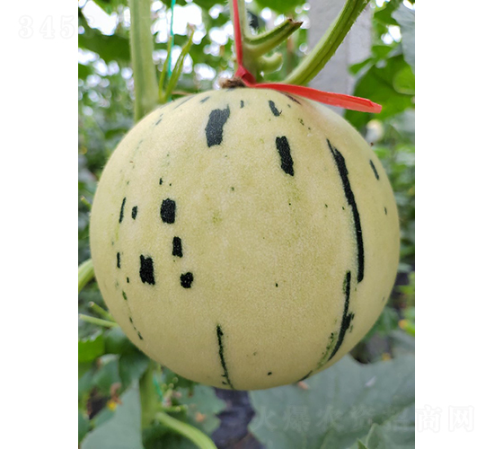 �t�����ǽ�С��-��ϷN��-��(y��u)�Π�����