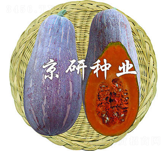 甜蜜1號(hào)-南瓜種子-京研種業(yè)