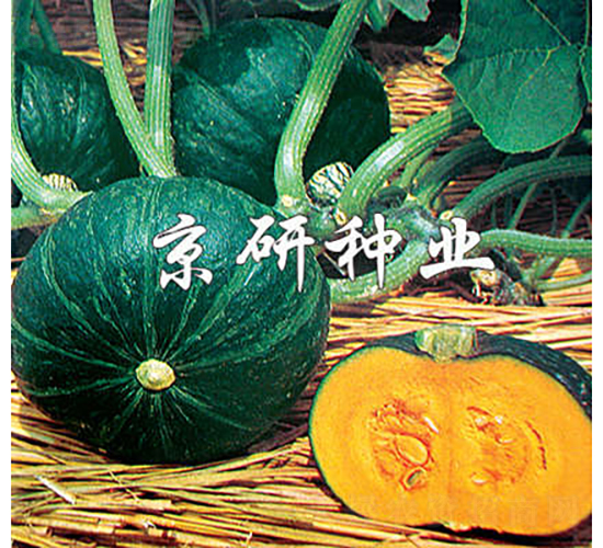 短蔓京綠栗-南瓜種子-京研種業(yè)