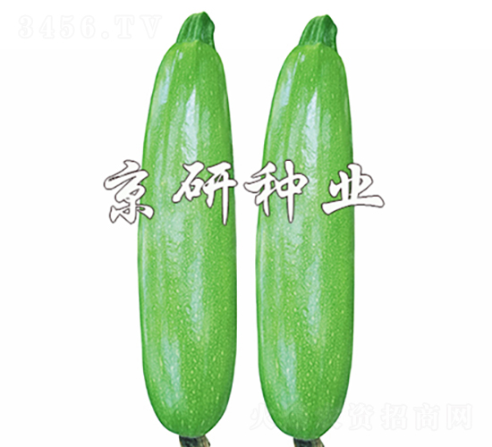 翠葫8號(hào)-西葫蘆種子-京研種業(yè)