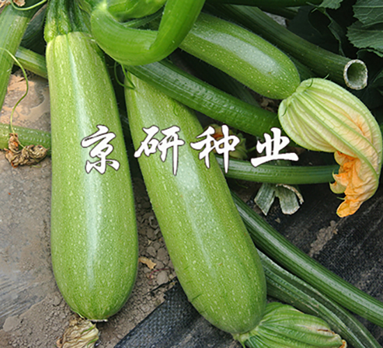 ����11̖-�����J�N��-���зN�I(y��)