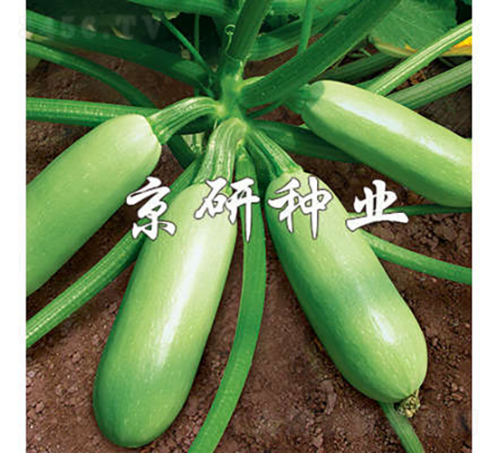 ����-�����J�N��-���зN�I(y��)