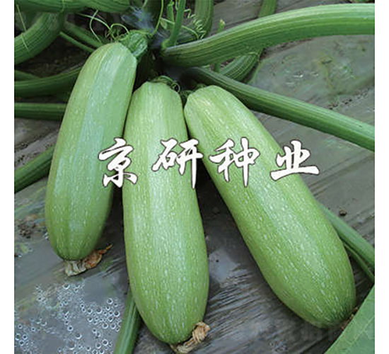 ����CRV1-�����J�N��-���зN�I(y��)