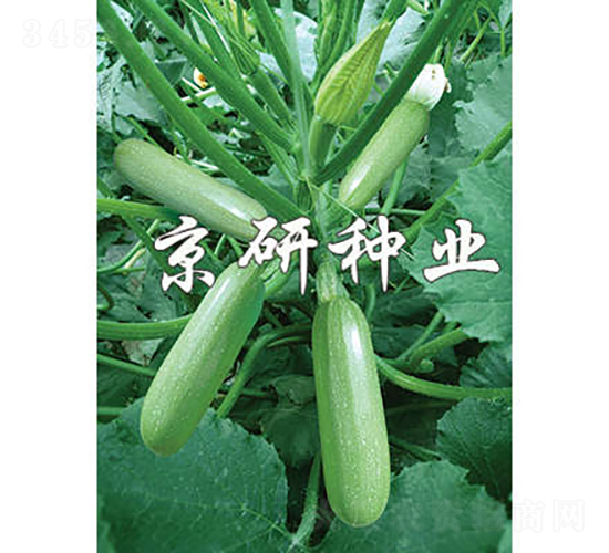 ����33-�����J�N��-���зN�I(y��)