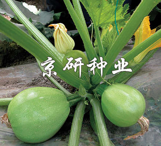 ����-�����J�N��-���зN�I(y��)