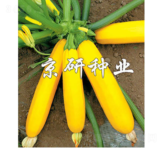 ���㽶-�����J�N��-���зN�I(y��)