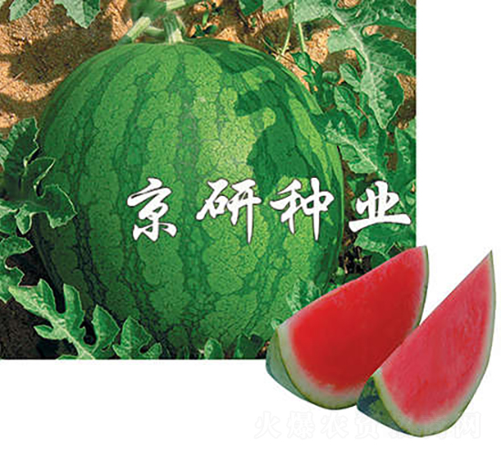 國蜜1號-西瓜種子-京研種業(yè)