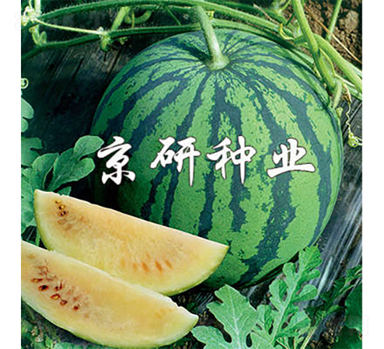 京雪-西瓜種子-京研種業(yè)