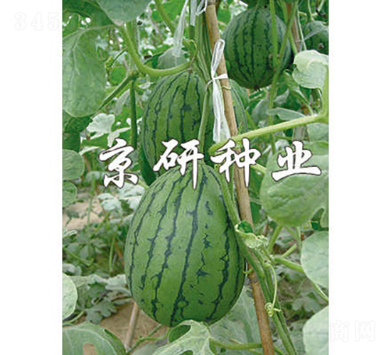 京穎-西瓜種子-京研種業(yè)
