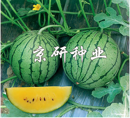京闌-西瓜種子-京研種業(yè)