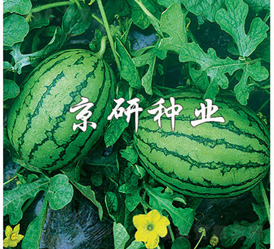 ����-���ϷN��-���зN�I(y��)