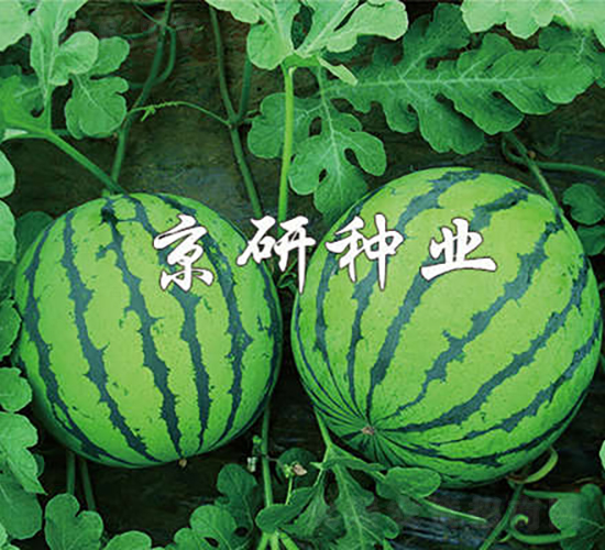 ����7̖(h��o)-���ϷN��-���зN�I(y��)